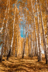 Leaf fall in a birch grove. Birch trees with white trunks, bright yellow leaves, blue sky, shot from below.