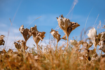 Beautiful dry burdocks over autumn grass against blue sky