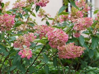 Panicle hydrangea (Hydrangea paniculata) with dark-green leaves and deep-pink and creamy-white...