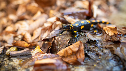 Fire salamander, salamandra salamandra, crawling on foliage in autumn nature. Little dark reptile with orange stripes looking on leafs. Small animal observing in fall nature.