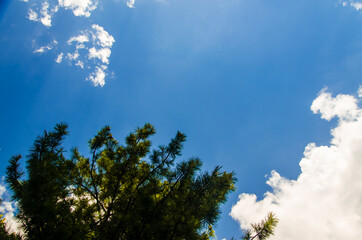 Obraz premium crown of trees from bottom to top. Cumulus clouds over the forest