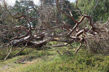 A dead oak tree in the Lüneburg heath nature reserve. Northern Germany, Europe.