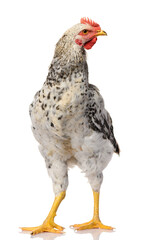 one gray rooster isolated on white background, studio shoot