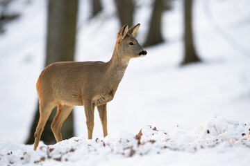 Roe deer, capreolus capreolus, doe standing in forest in wintertime nature. Wild mammal observing on snowy woodland at sunset. Brown female animal watching in white wilderness.