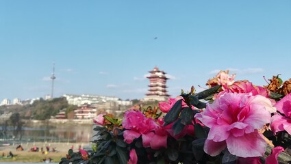 Fototapeta na wymiar flowers in the city, china