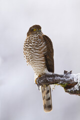 Majestic eurasian sparrowhawk, accipiter nisus, sitting on branch in winter. Dominant bird of prey looking on snowy bough. Wild feathered animal observing on white twig.
