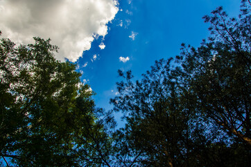 crown of trees from bottom to top. Cumulus clouds over the forest