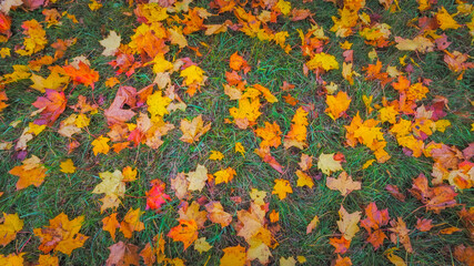 Colorful background of autumn leaves on the ground