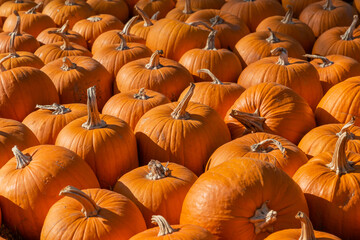 sehr viele orange Kürbisse liegen auf einem Haufen