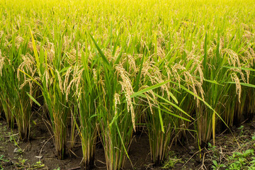 収穫間近で見の詰まった稲穂