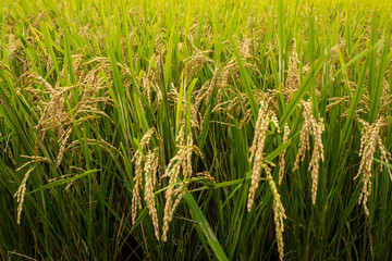 Fototapeta premium 収穫間近で見の詰まった稲穂