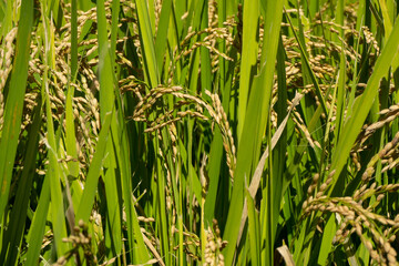 収穫間近で見の詰まった稲穂