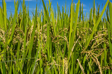 収穫間近で見の詰まった稲穂