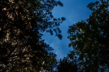 crown of trees from bottom to top. Cumulus clouds over the forest