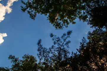 crown of trees from bottom to top. Cumulus clouds over the forest