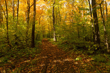 A path in an autumn deciduous forest near the city of Samara