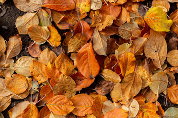 Fallen autumn leaves background. Colorful seasonal natural orange, yellow, brown background. Dry leaf on the ground