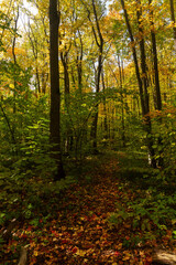Obraz premium Autumn deciduous forest in the vicinity of the city of Samara