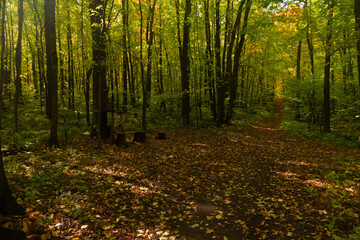 Fototapeta premium Landscape with path and resting place in autumn deciduous forest