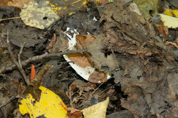 Aspen mushroom in the autumn forest