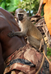 Close up of monkey on back of owner in the jungle of Zanzibar island in Tanzania