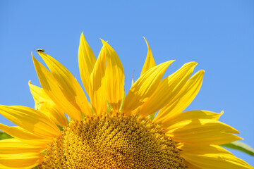 part of sunflower flower against blue sky