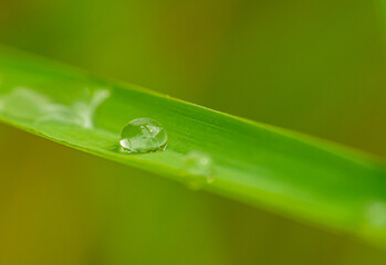 drops of water on grass blade