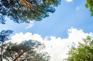 crown of trees from bottom to top. Cumulus clouds over the forest