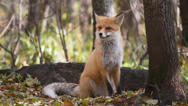 Red Fox In The Green Forest