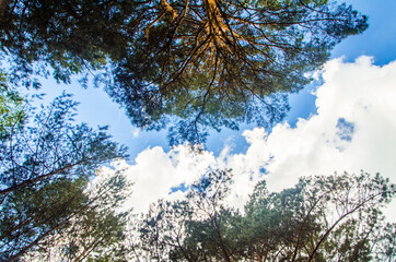 crown of trees from bottom to top. Cumulus clouds over the forest