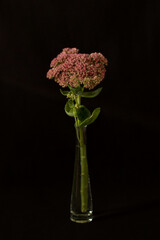 Flower in a vase on a black background