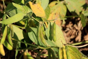 soybeans in a farm field south of Lyons Kansas getting ready for Harvest
