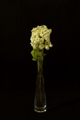 Hydrangea on a black background