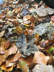 autumn leaves on the ground