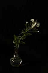 Flower in a vase on a black background