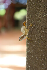 コンクリートの壁の上のカナヘビ