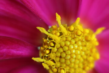 Beautiful blossom red flower with yellow stamens close up, allergy danger