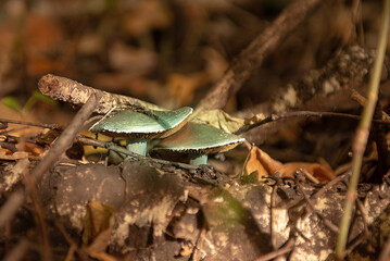 Mushroom stropharia blue-green (Latin Stropharia aeruginosa) in the forest among fallen leaves