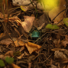 Mushroom stropharia blue-green (Latin Stropharia aeruginosa) in the forest among fallen leaves
