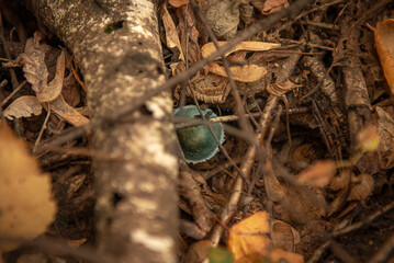 Mushroom stropharia blue-green (Latin Stropharia aeruginosa) in the forest among fallen leaves