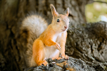 Squirrel animal portrait on tree in autumn park