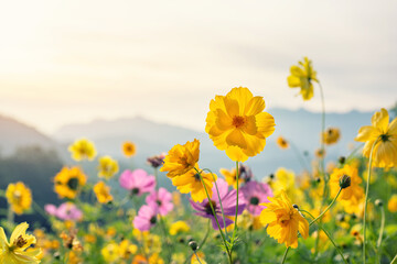 Fototapeta premium Cosmos flowers in blooming with sunrise and mountain landscape background.