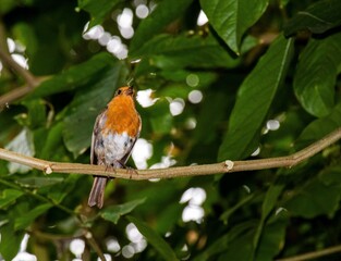 robin perched on a branch