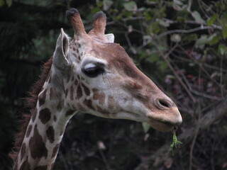 portrait of a giraffe
