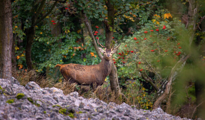 A deer looks around in the autumn forest. © Jiří Fejkl