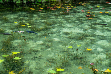美しい名もなき池（モネの池）