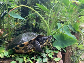 turtle on the grass