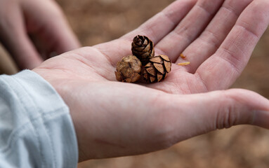 森での拾い物　小さい松ぼっくり