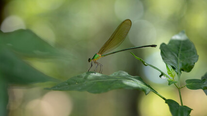 NATURE BEAUTY FULL PICTURES