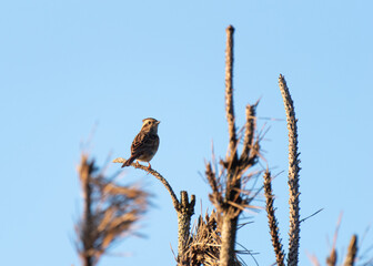 木にとまる小鳥　ホオジロ